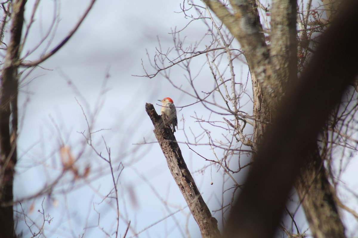 Red-bellied Woodpecker - ML616391708