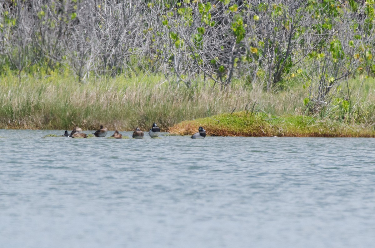 Ring-necked Duck x scaup sp. (hybrid) - ML616391801