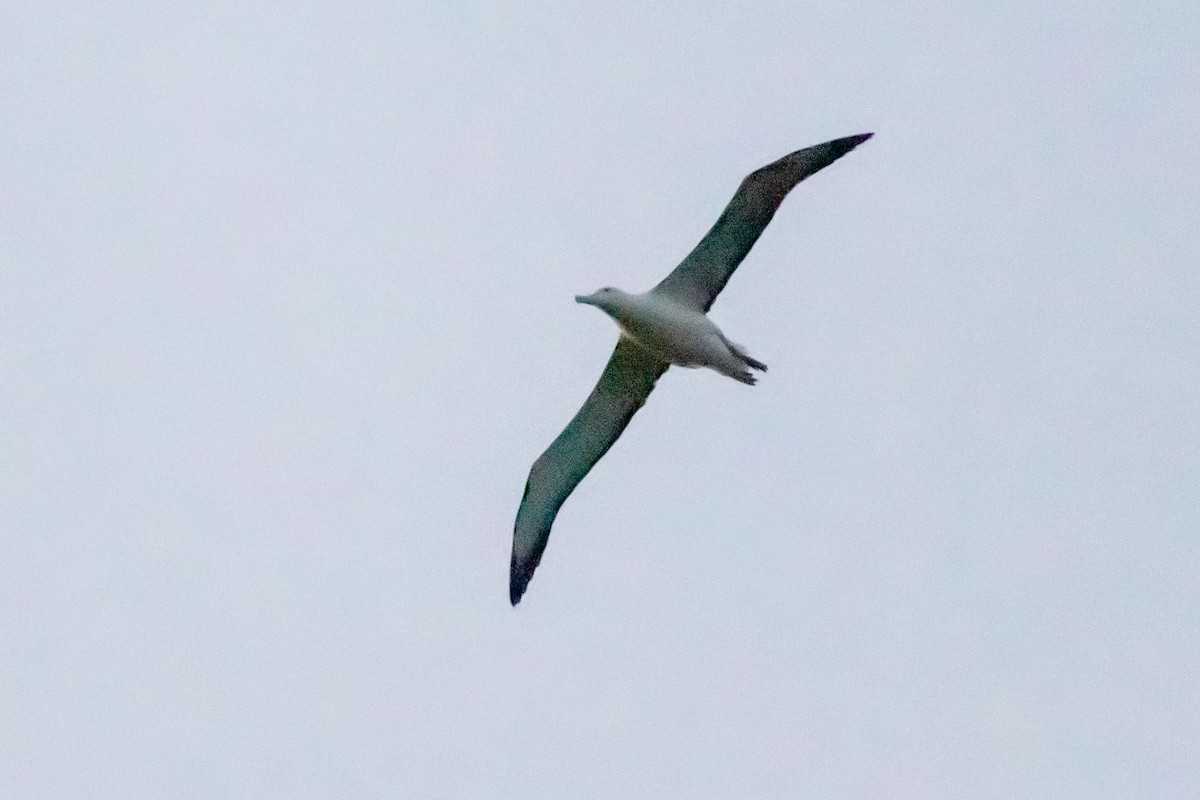 Northern Royal Albatross - Caleb Harada