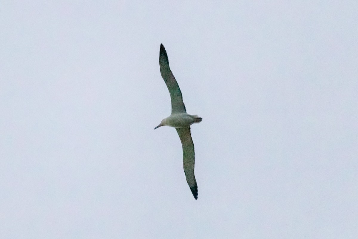 Northern Royal Albatross - Caleb Harada