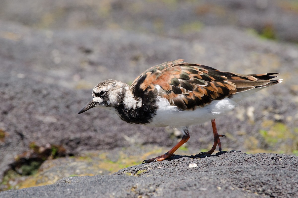 Ruddy Turnstone - ML616391816