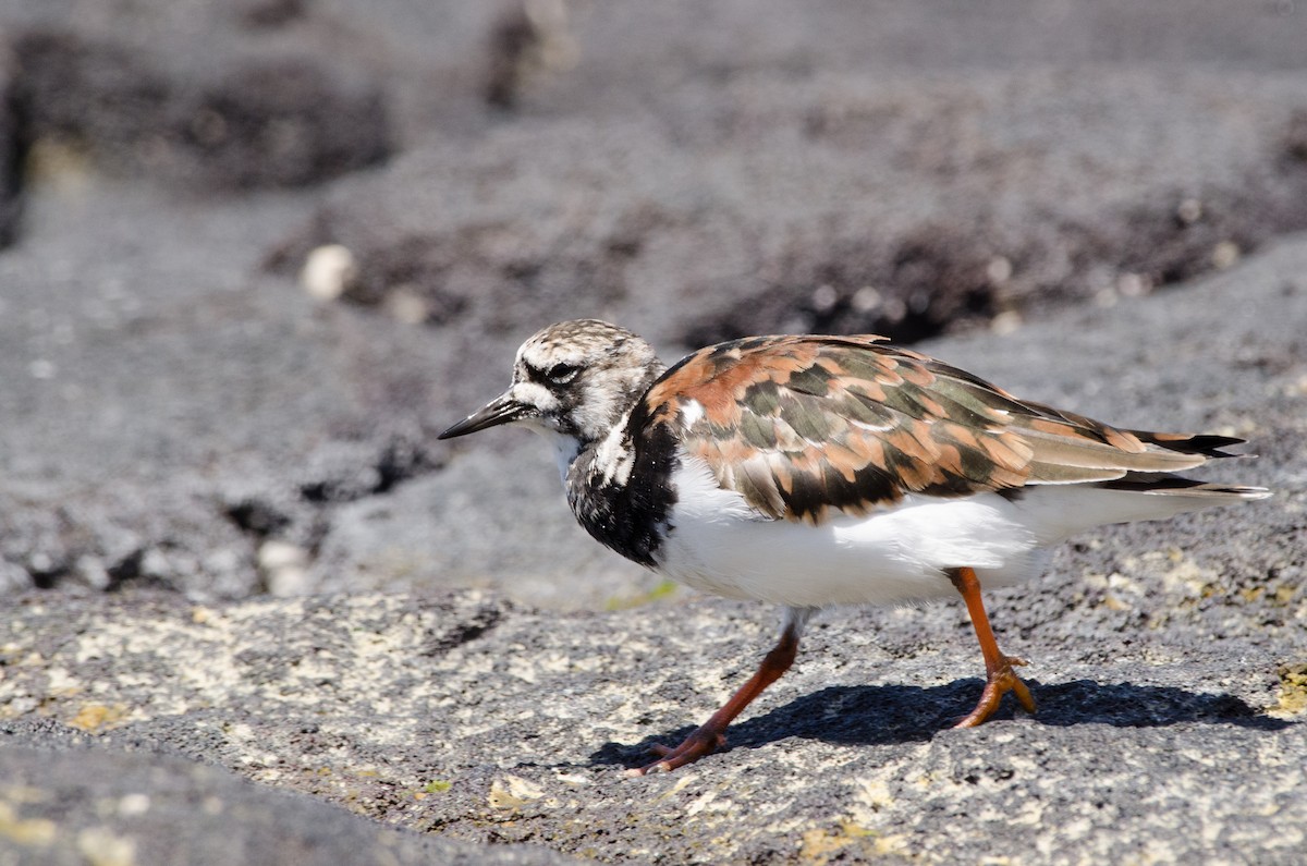 Ruddy Turnstone - ML616391817