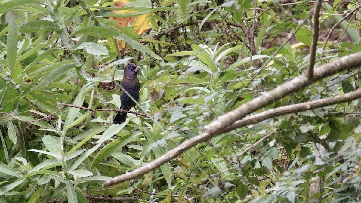 Varied Bunting - ML616391822