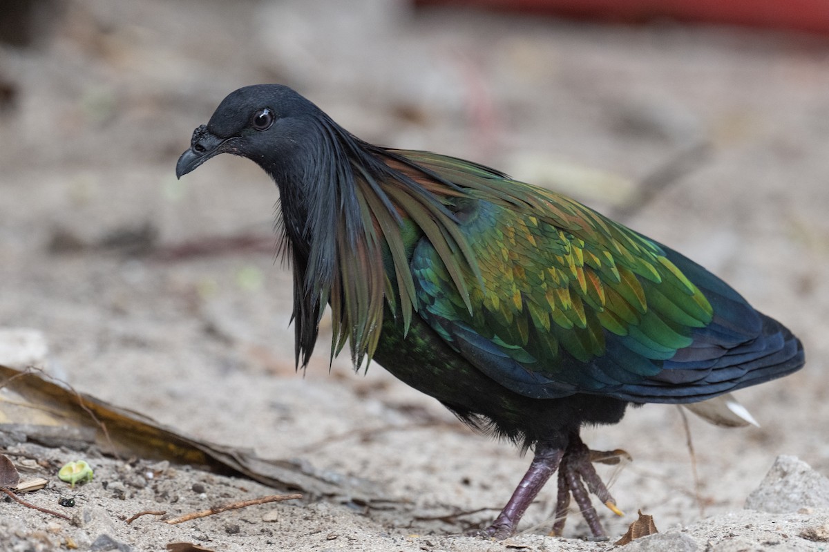 Nicobar Pigeon - ML616391825