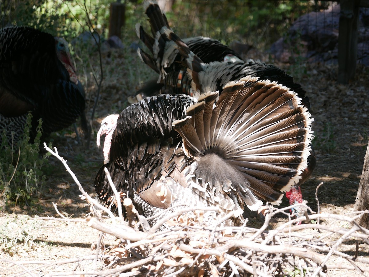 Wild Turkey - Brett Hartl