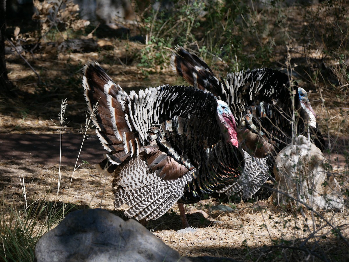 Wild Turkey - Brett Hartl