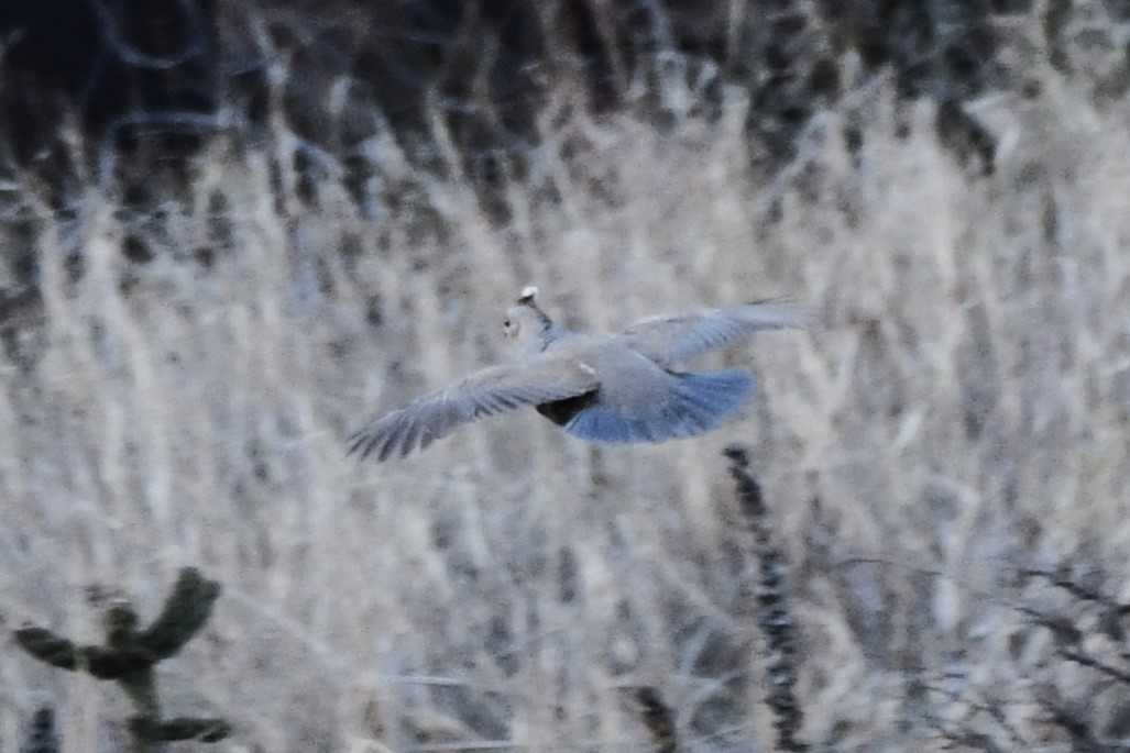 Scaled Quail - ML616391868