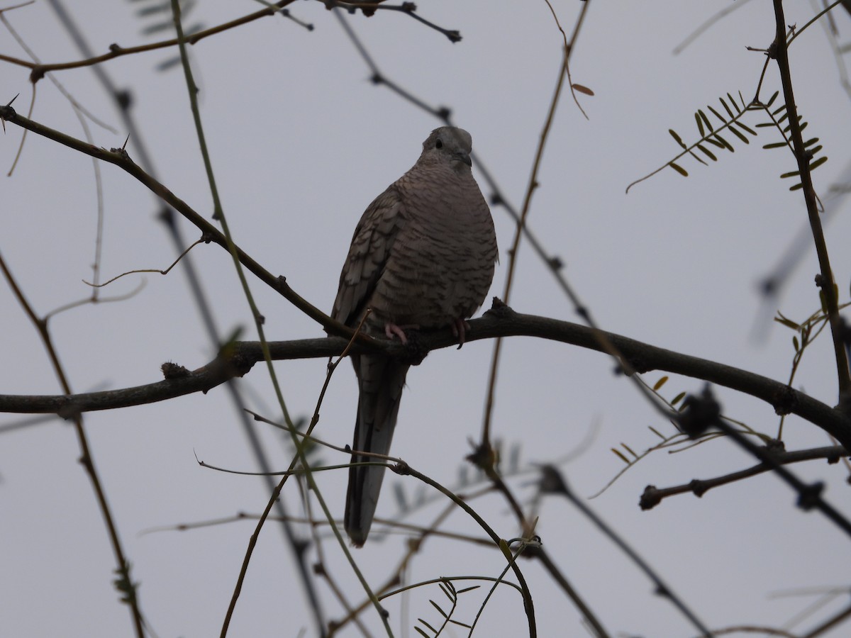 Inca Dove - ML616391884