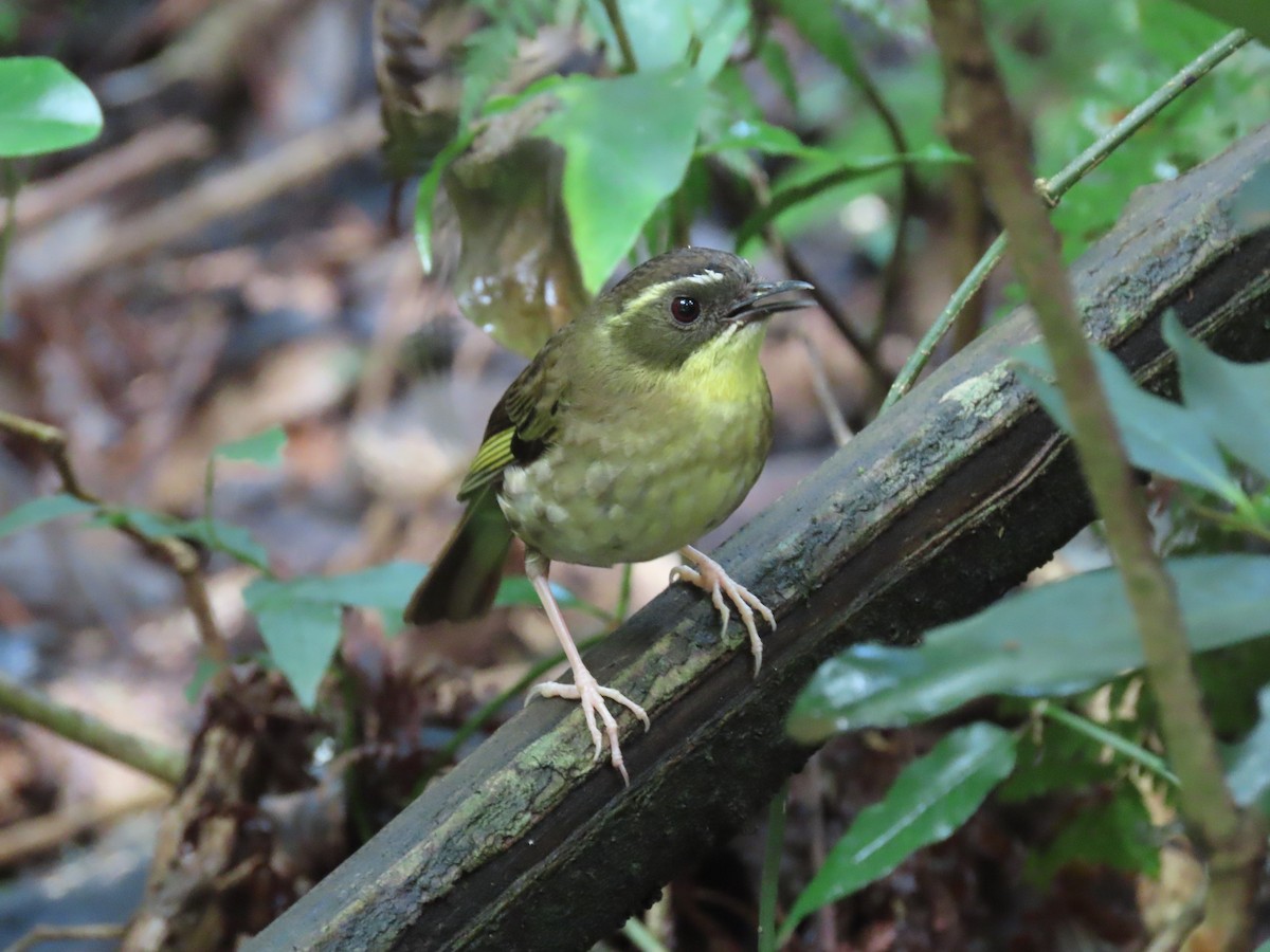 Yellow-throated Scrubwren - ML616391890