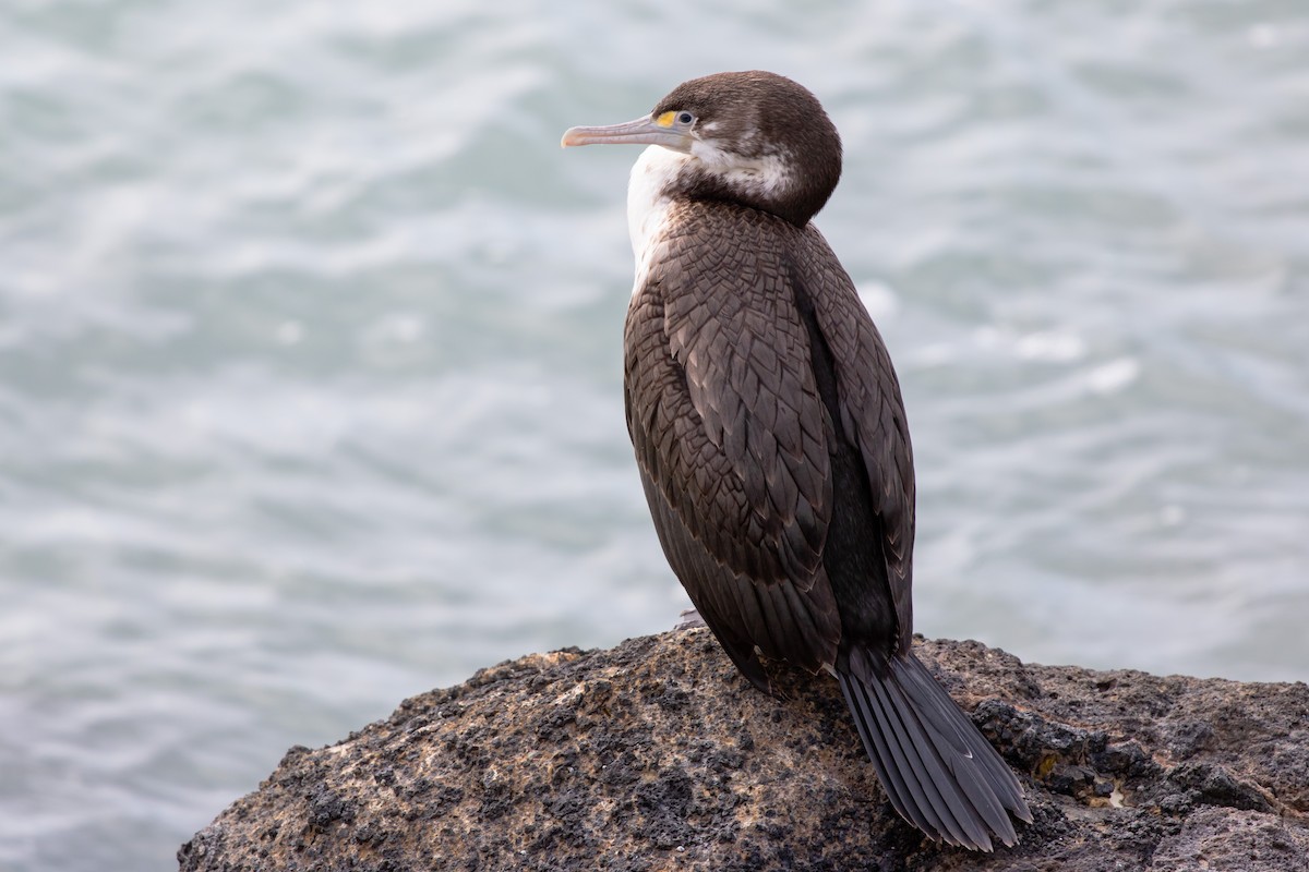 Pied Cormorant - ML616391911