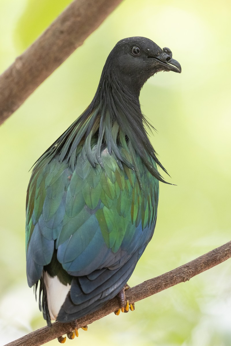 Nicobar Pigeon - ML616391921