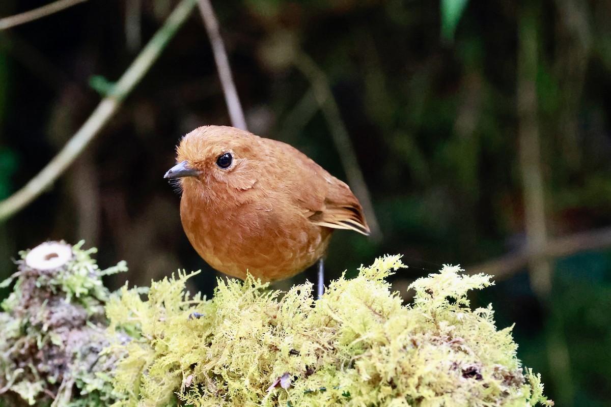 Chami Antpitta - Michelle Martin