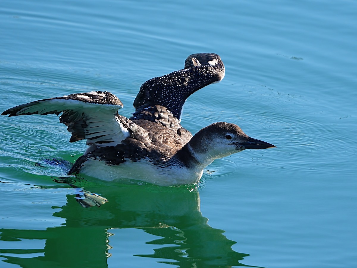 Common Loon - ML616391932