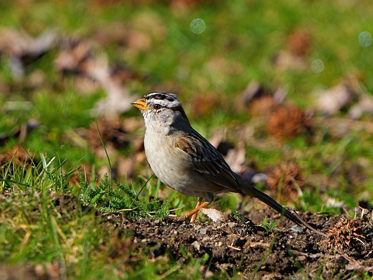 White-crowned Sparrow - ML616391974
