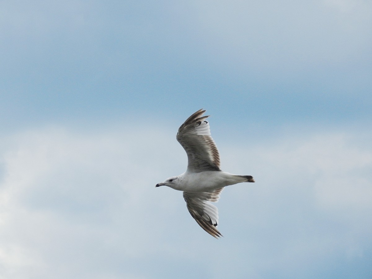 Ring-billed Gull - ML61639201