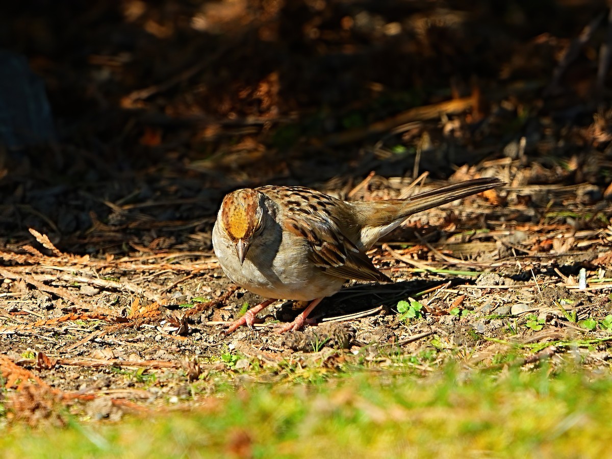 Golden-crowned Sparrow - ML616392020