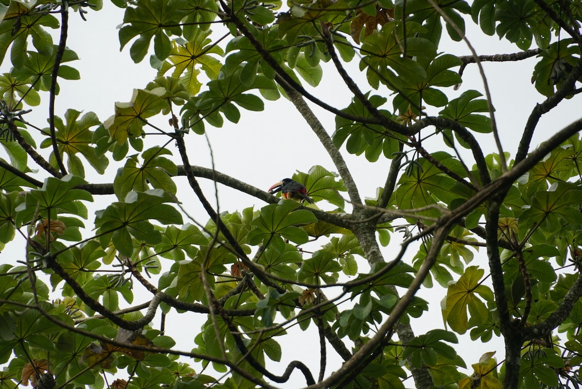 Fiery-billed Aracari - Landyn Reddy