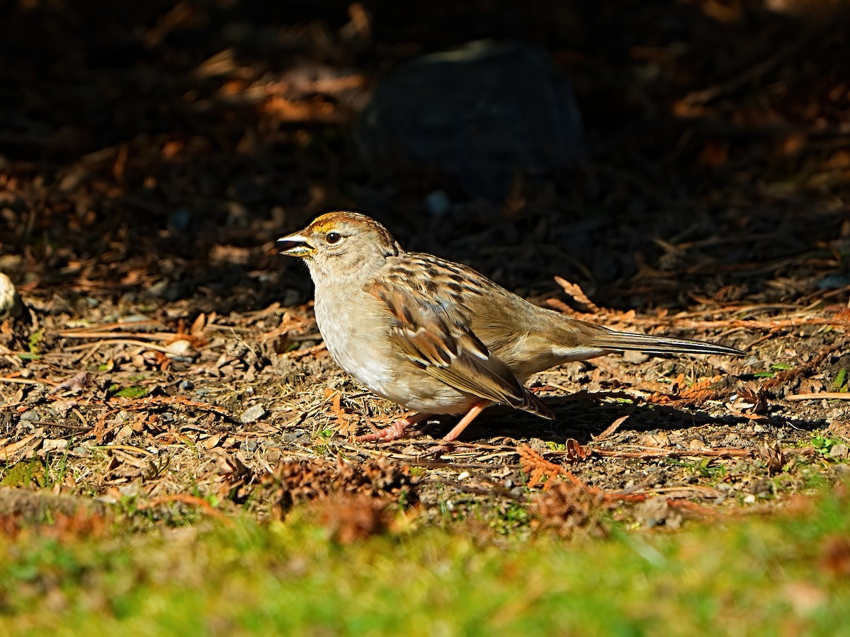 Golden-crowned Sparrow - ML616392033