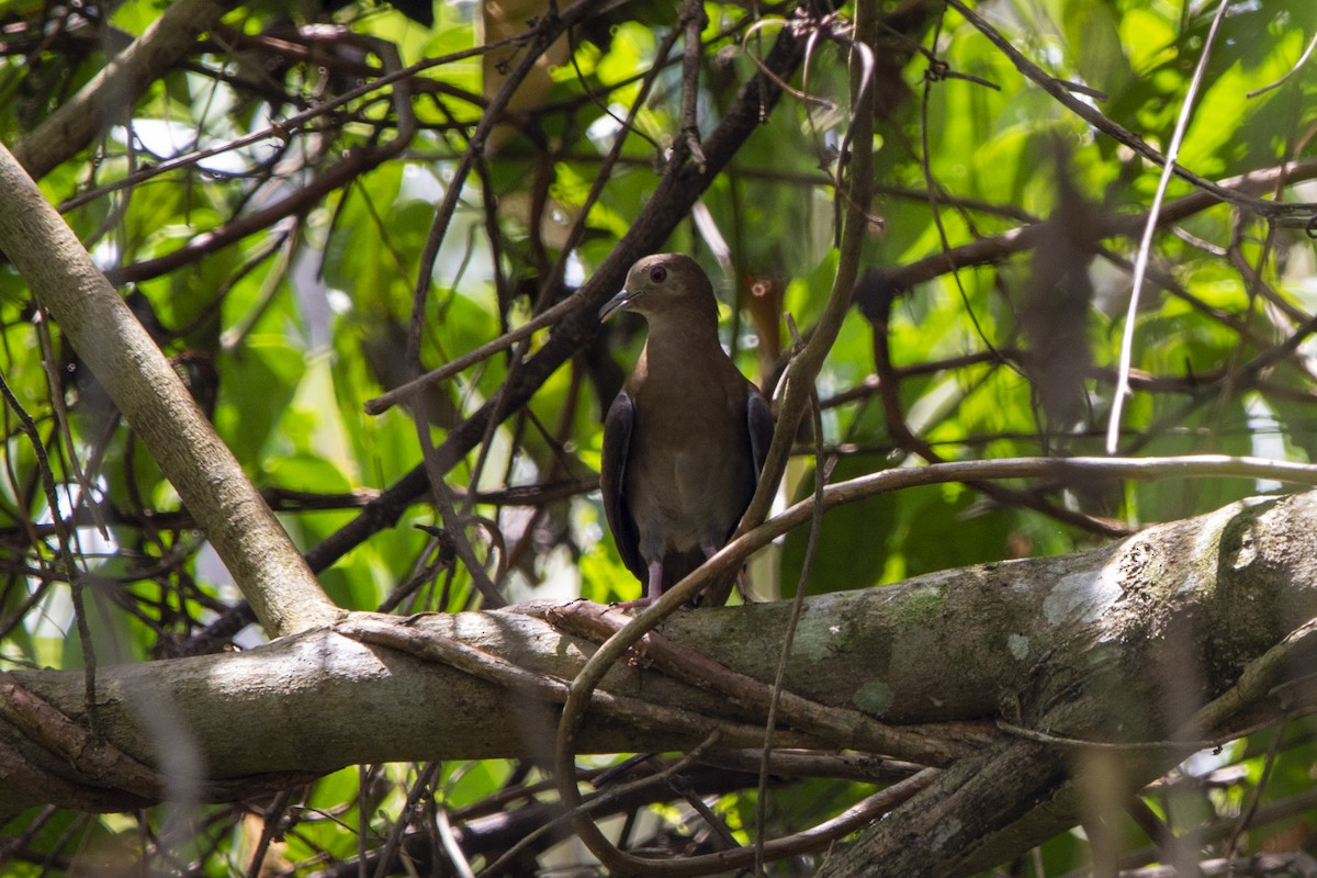 Blue Ground Dove - ML616392047