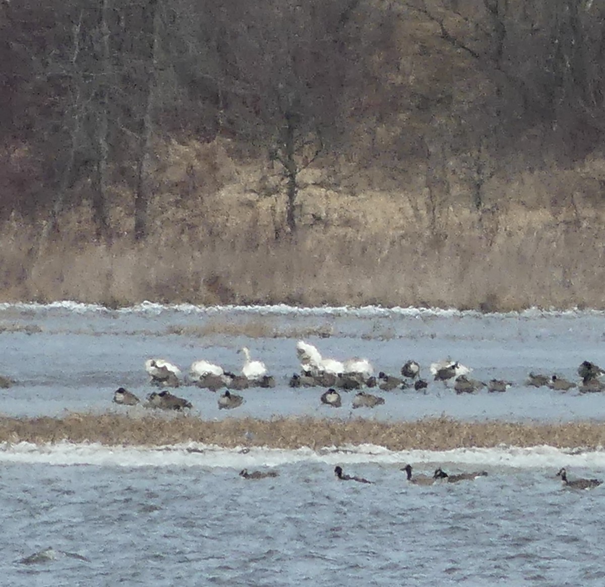 Tundra Swan - ML616392096