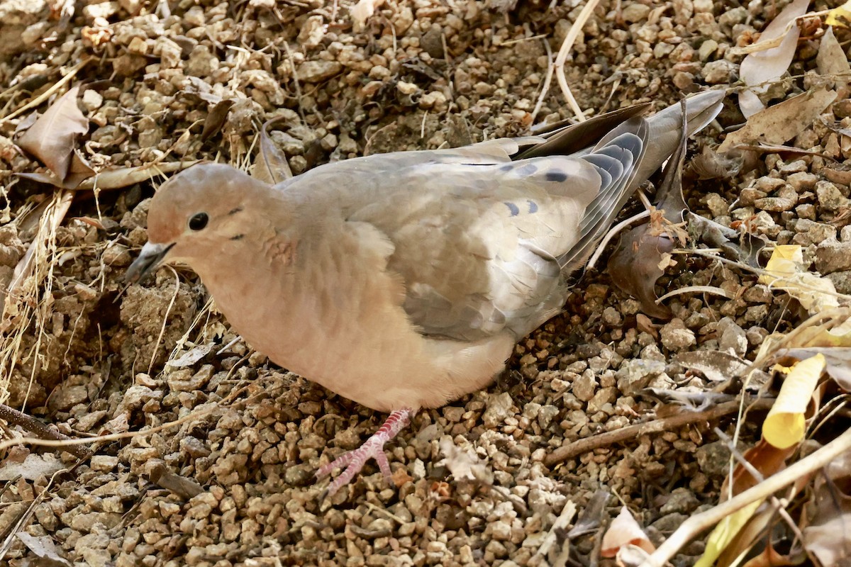 Eared Dove - ML616392122