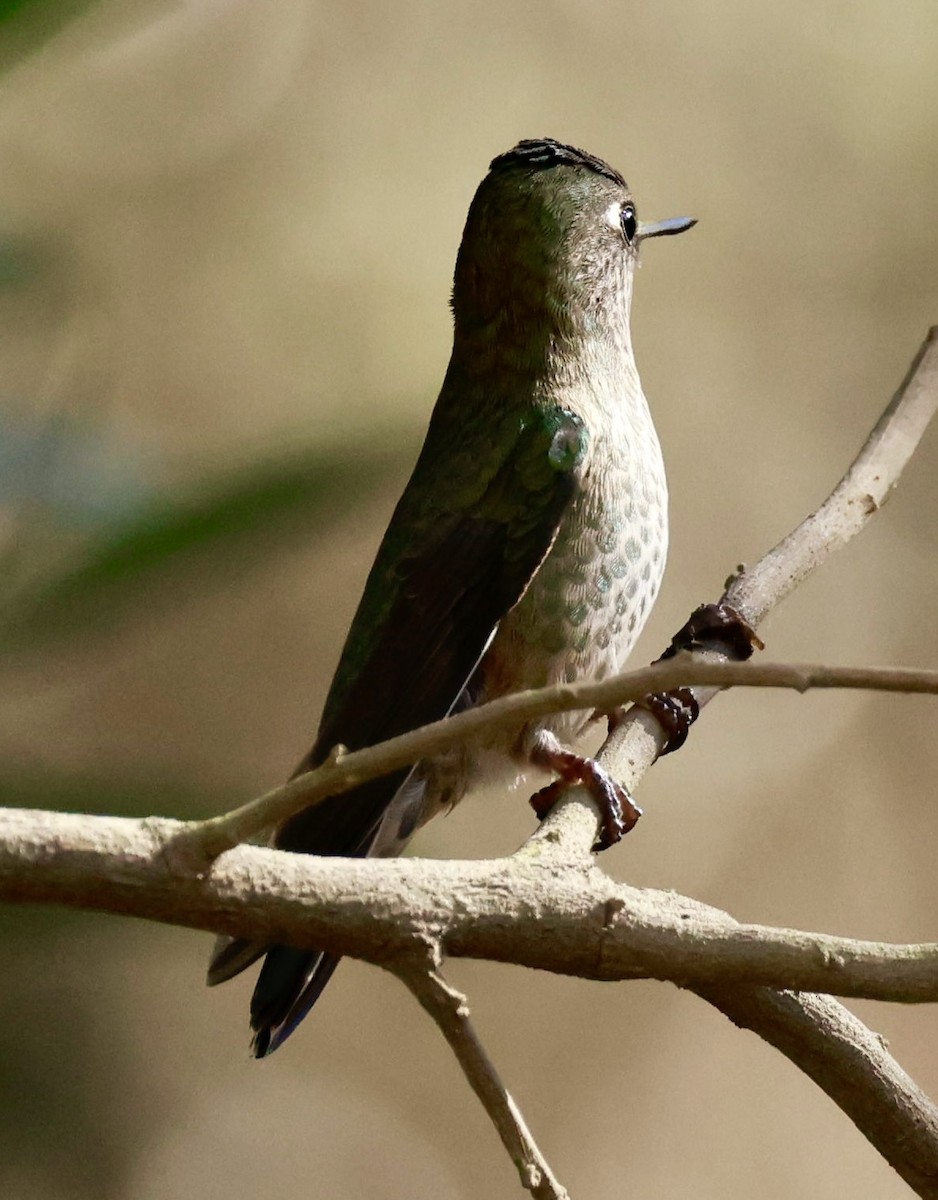 Green-backed Firecrown - ML616392133