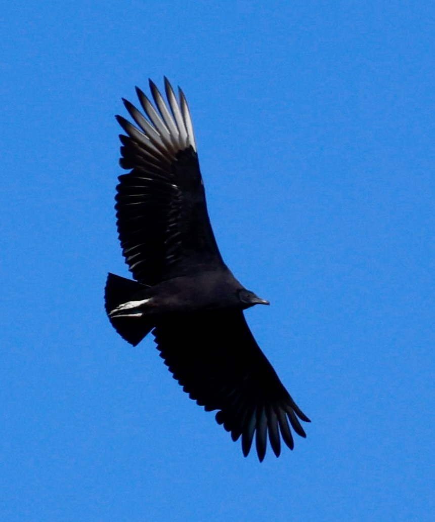 Black Vulture - ML616392141