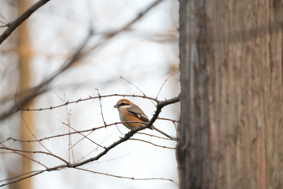 Bull-headed Shrike - ML616392145