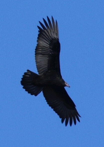 Turkey Vulture - ML616392149