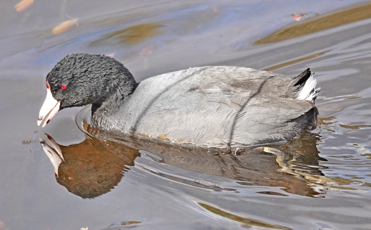 American Coot - ML616392159