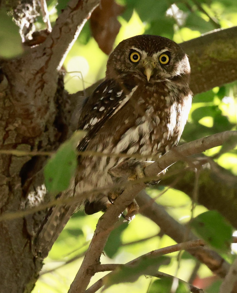 Austral Pygmy-Owl - ML616392161