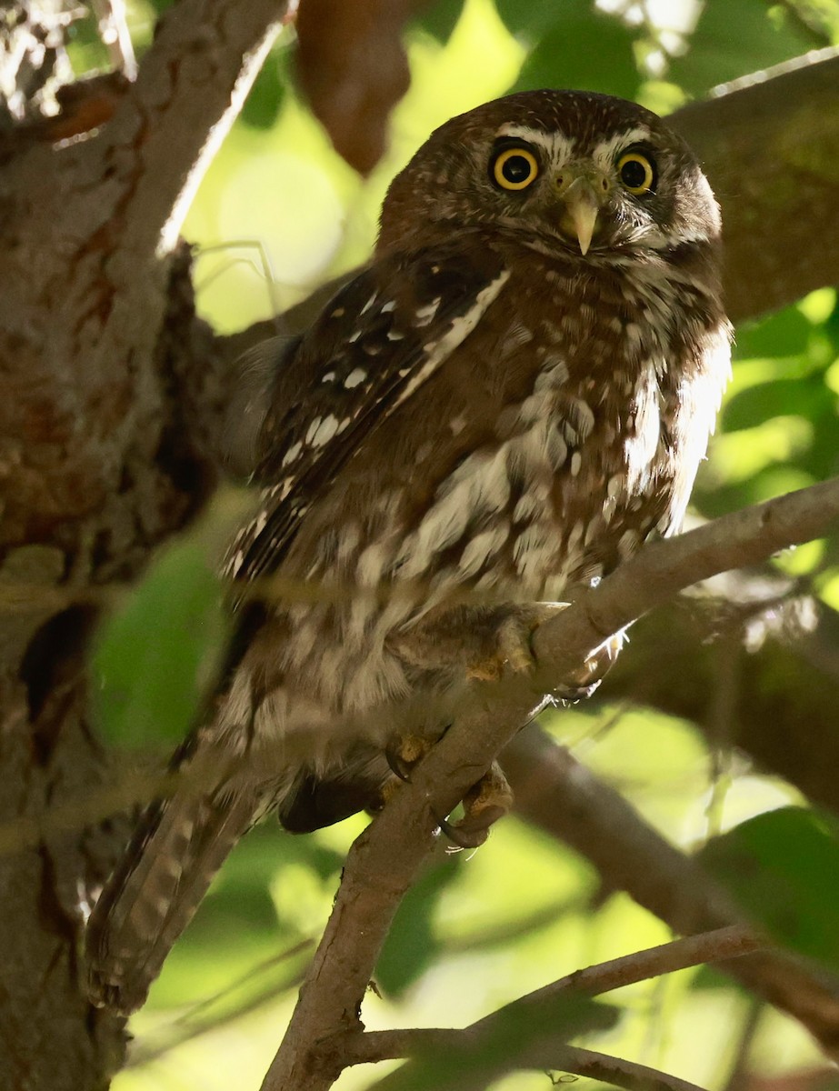Austral Pygmy-Owl - ML616392162