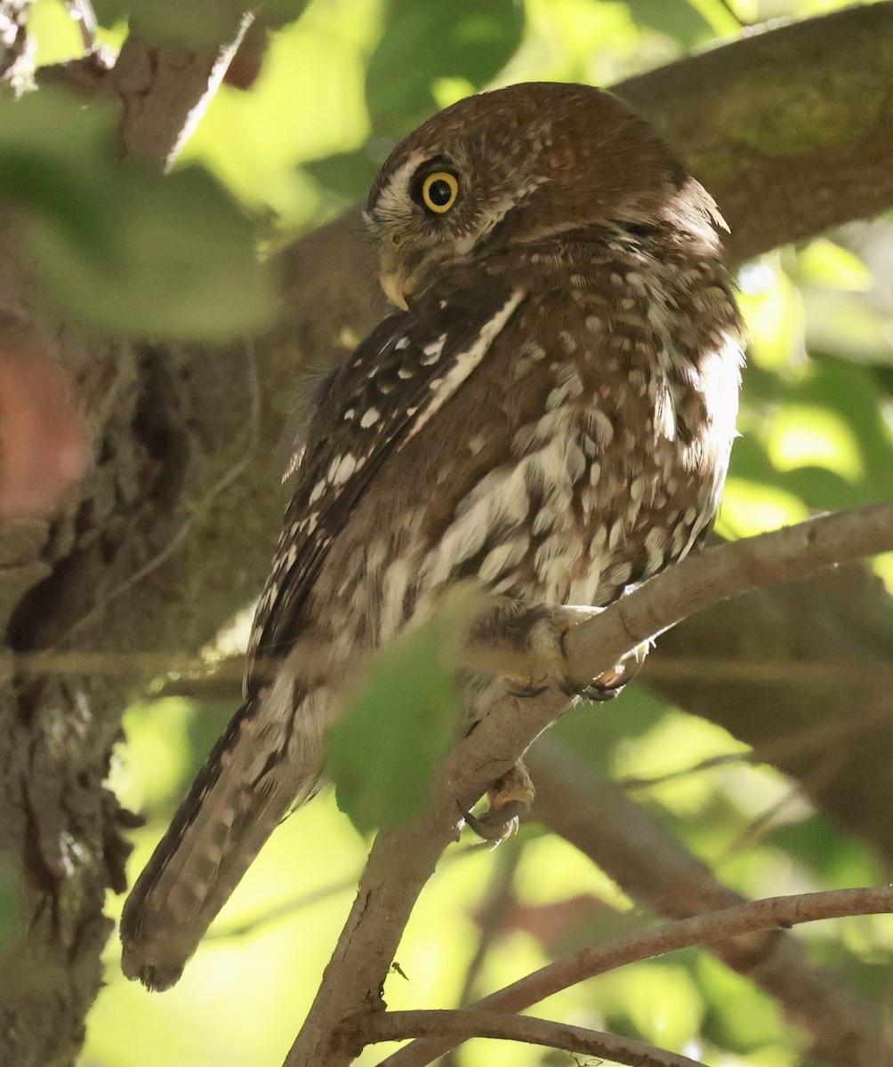 Austral Pygmy-Owl - ML616392163