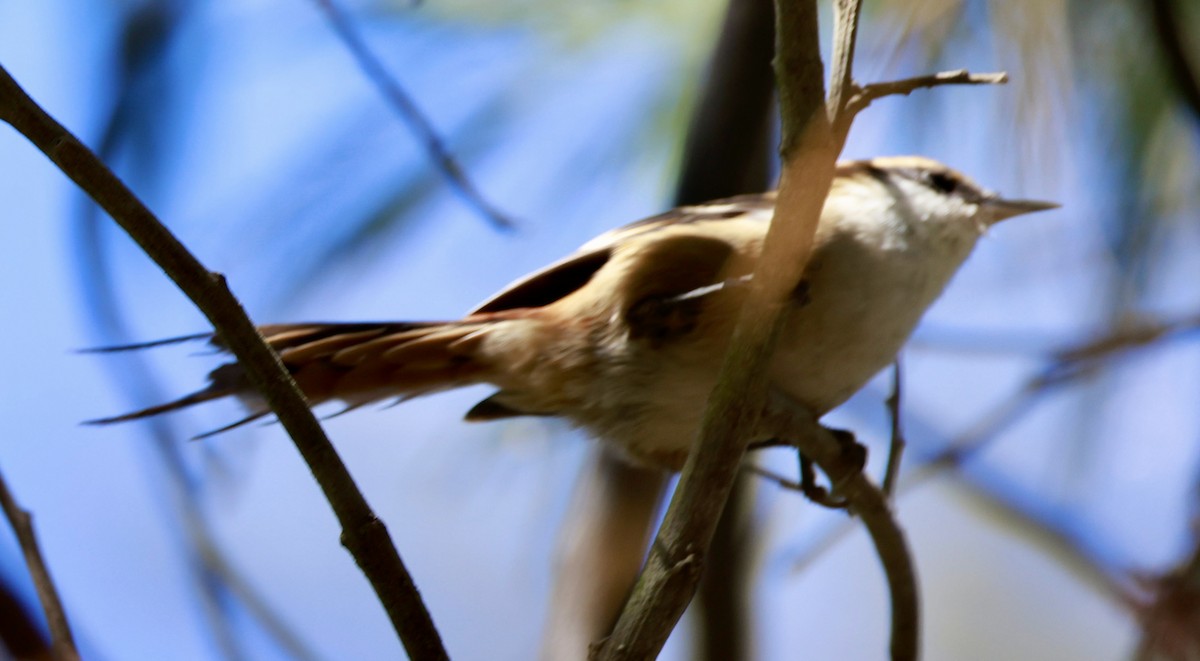 Thorn-tailed Rayadito - ML616392168