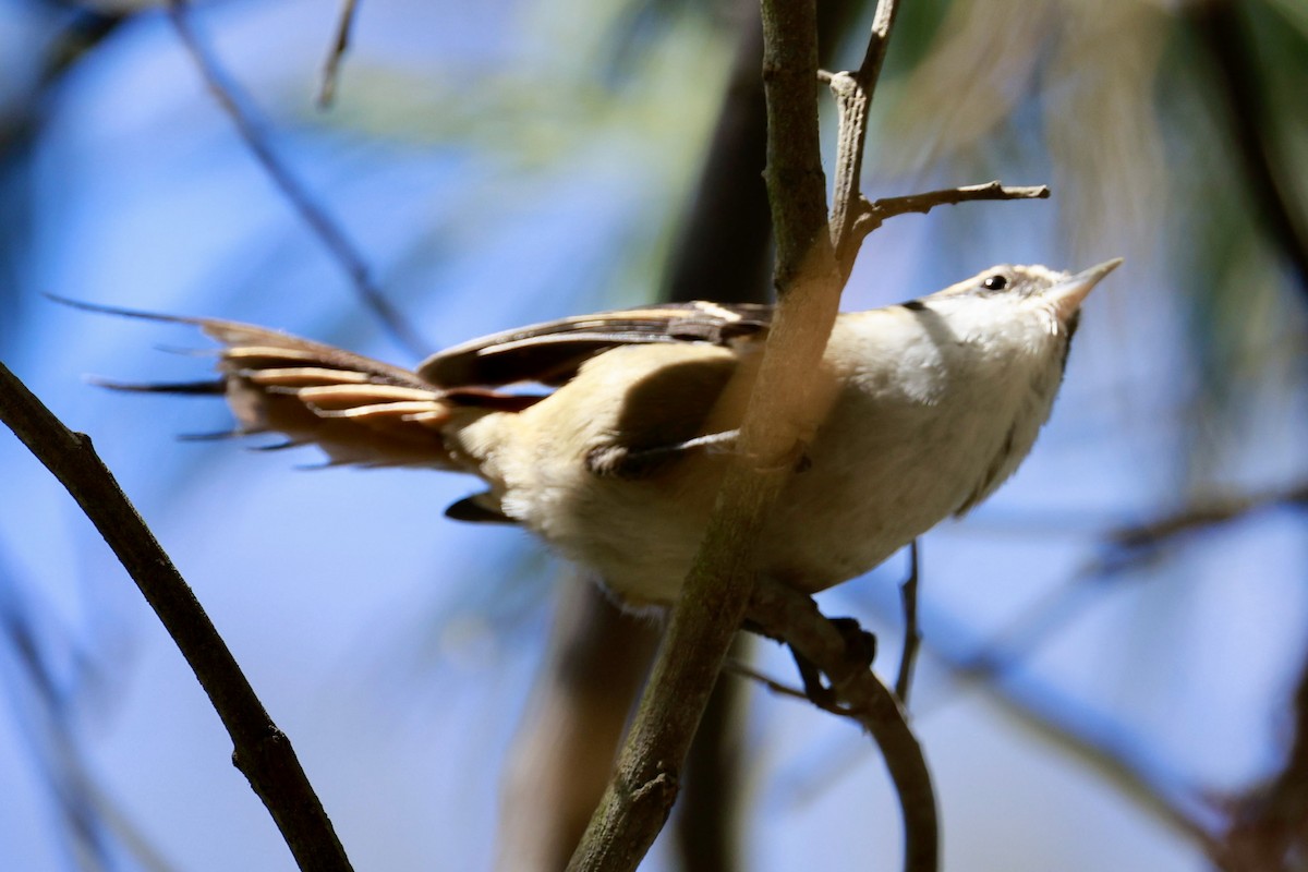 Thorn-tailed Rayadito - ML616392169