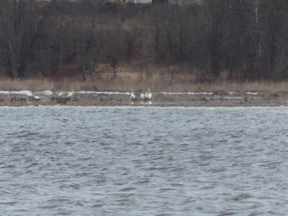 Tundra Swan - ML616392171