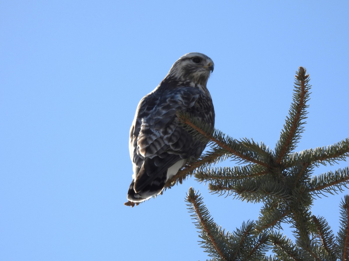 Rough-legged Hawk - ML616392176