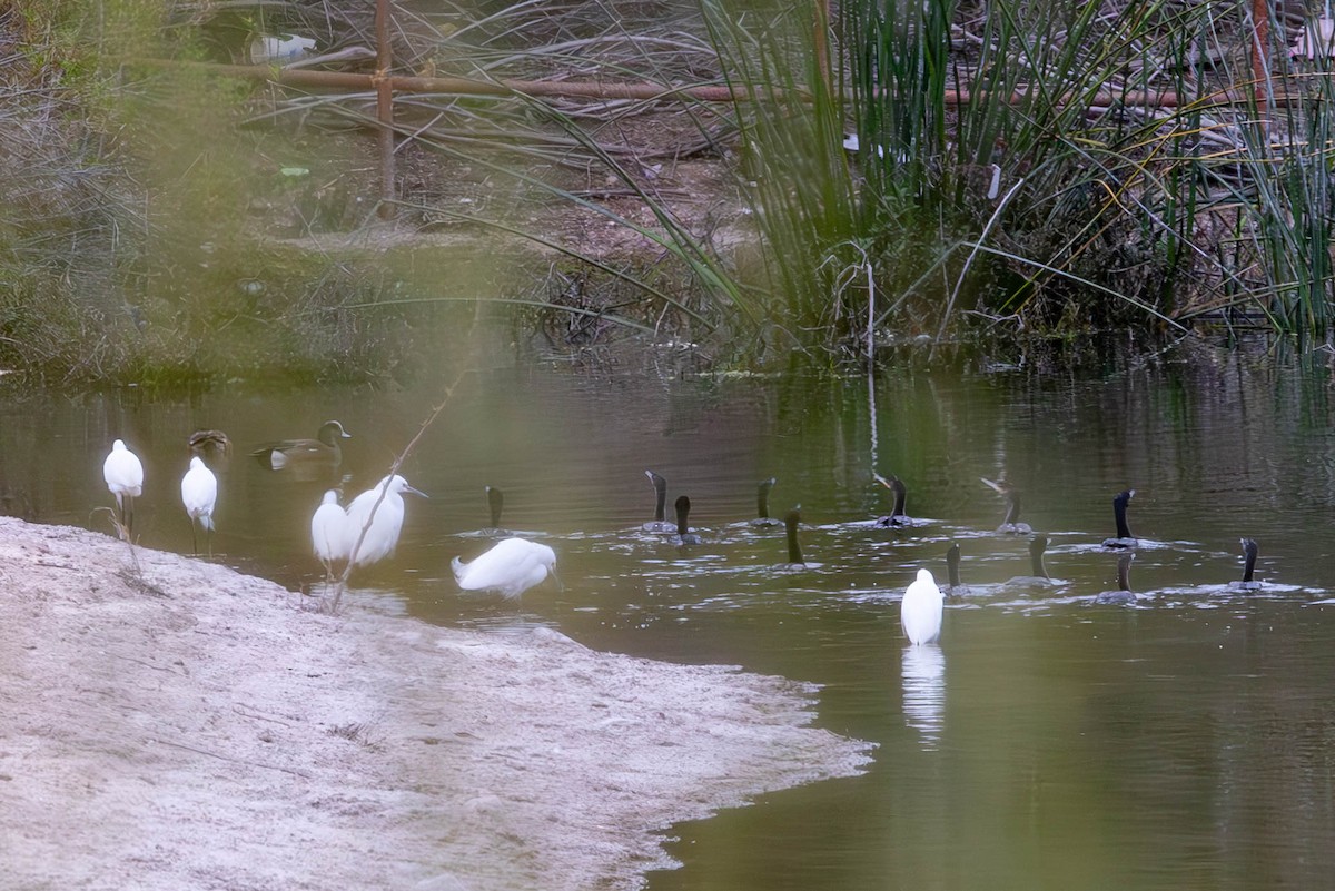 Snowy Egret - ML616392178