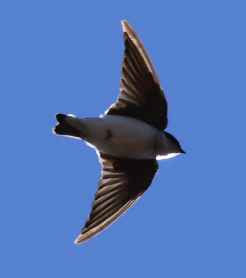 Chilean Swallow - ML616392187