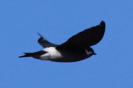 Chilean Swallow - ML616392188