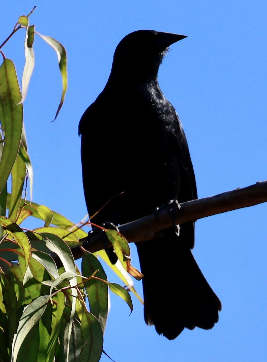 Austral Blackbird - ML616392197