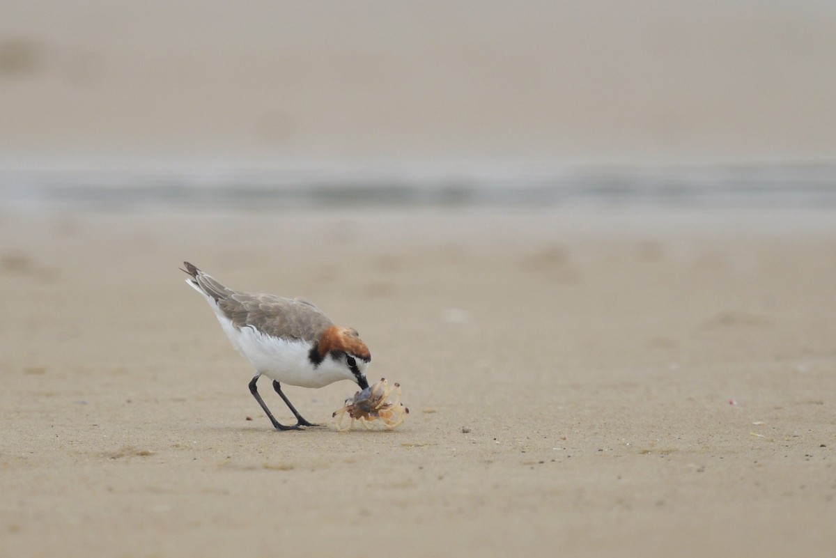 Red-capped Plover - ML616392199