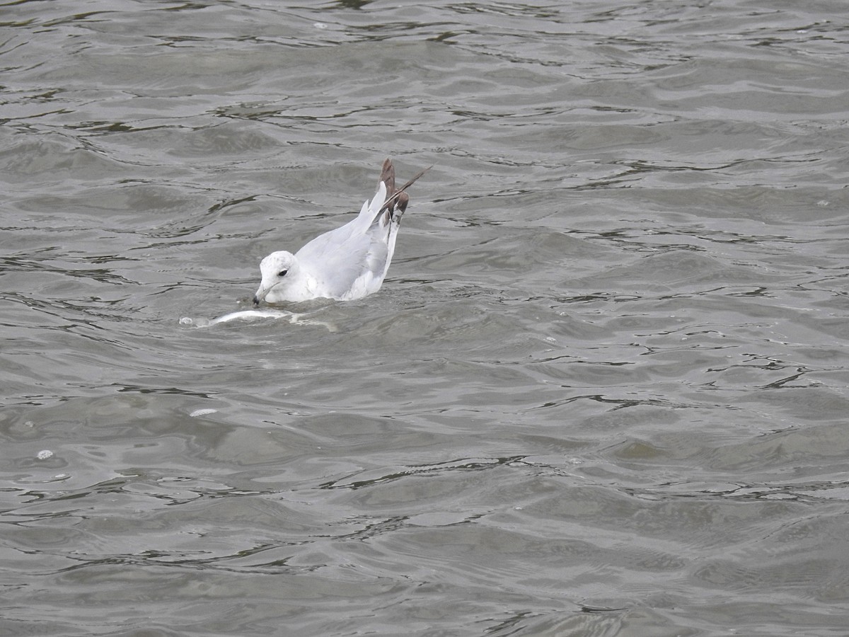 Ring-billed Gull - ML61639221