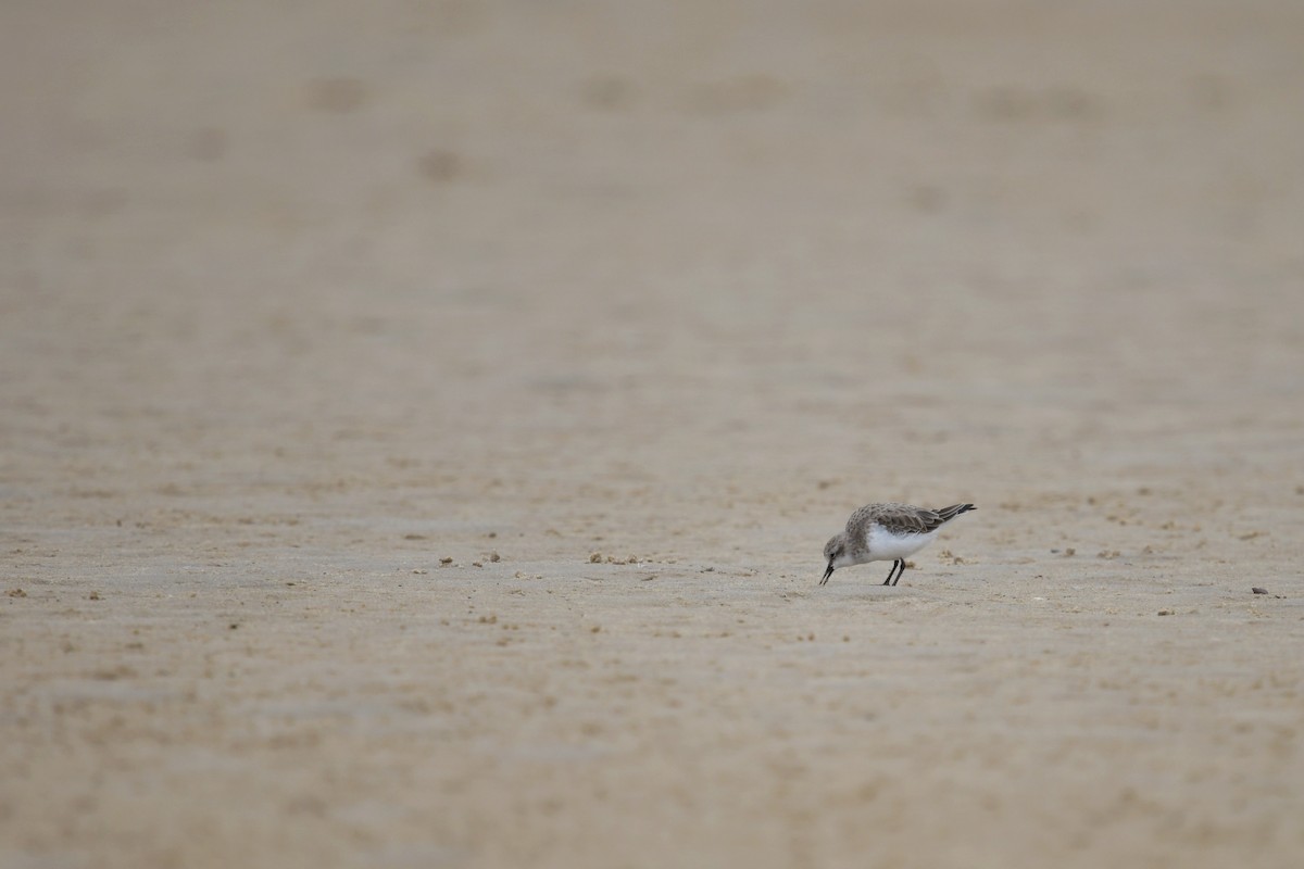 Red-necked Stint - Emily Jenkins