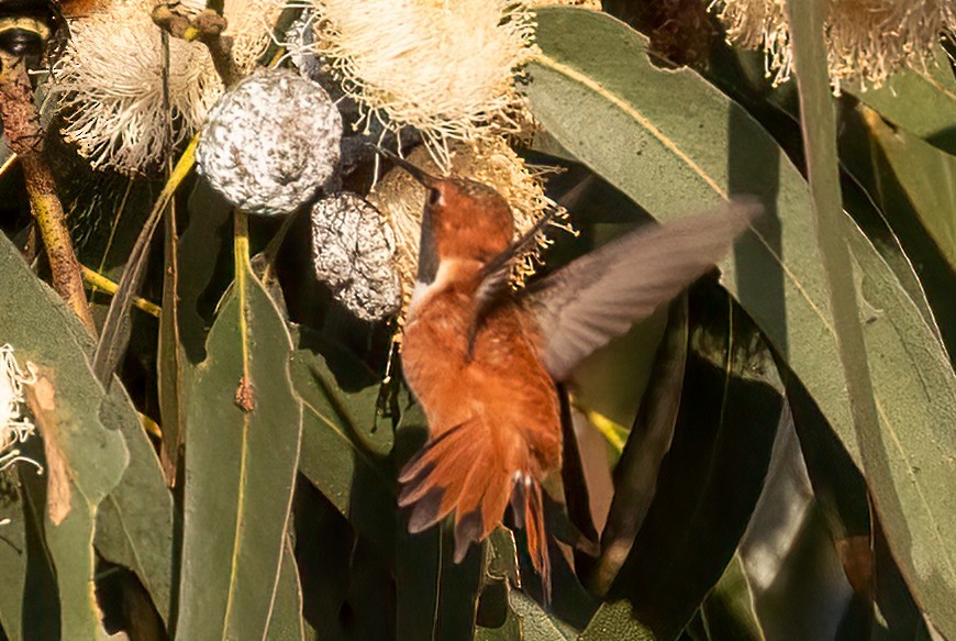 Rufous Hummingbird - ML616392236