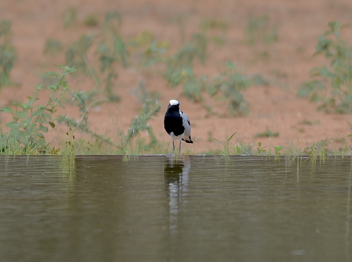 Blacksmith Lapwing - ML616392242