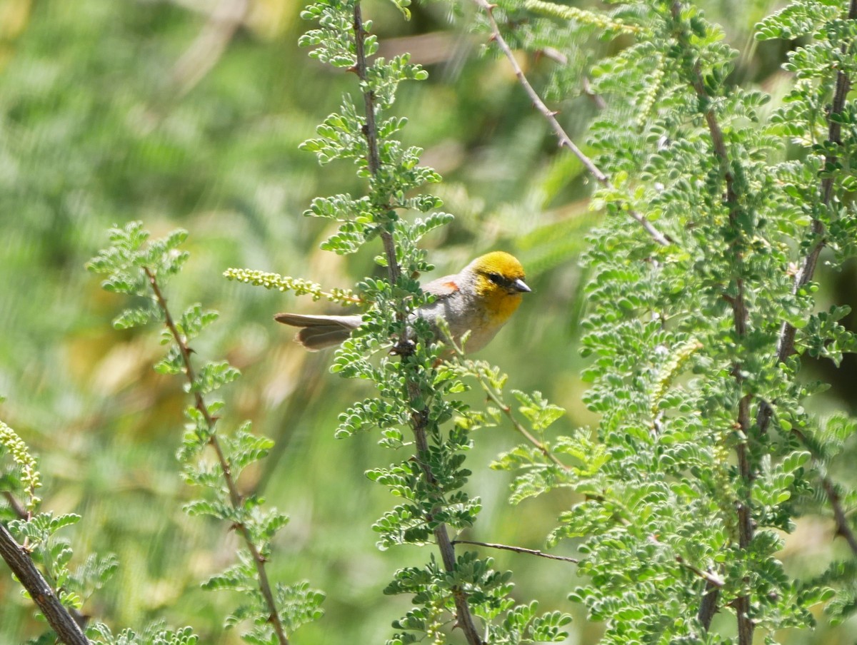 Verdin - ML616392297