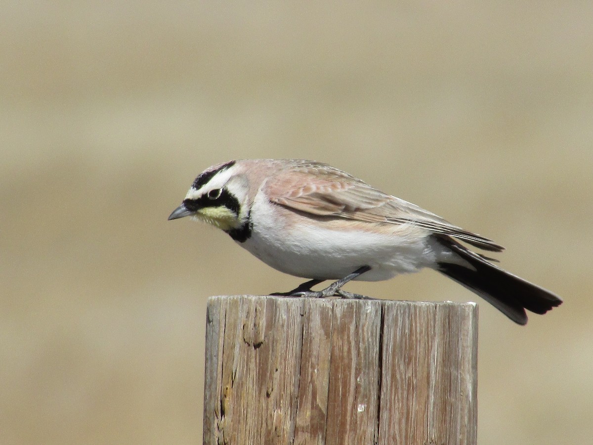 Horned Lark - ML616392306