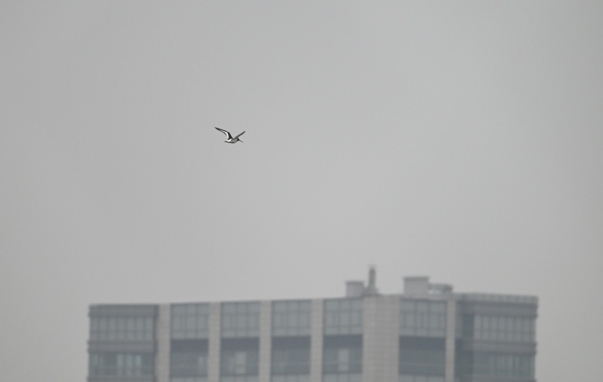 Eurasian Oystercatcher - ML616392407