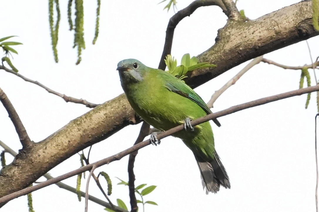 Orange-bellied Leafbird - ML616392469